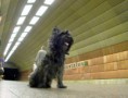 /album/priroda/a60-z-metro-pes-1-jpg/